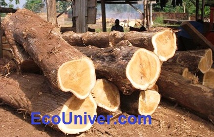 первичной обработки древесины 