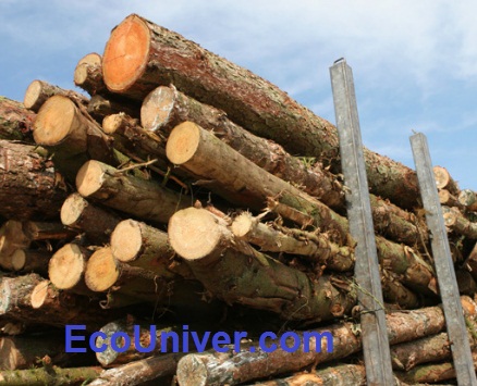 трудоспособности лесозаготовителей